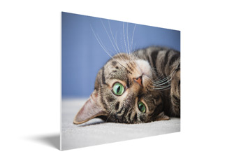 | uk.photo.gifts