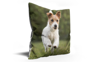 Cushion